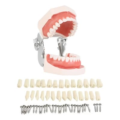 Modelo De Enseñanza Dientes Resina Encía Blanda 28 Dientes